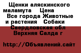 Щенки аляскинского маламута  › Цена ­ 15 000 - Все города Животные и растения » Собаки   . Свердловская обл.,Верхняя Салда г.